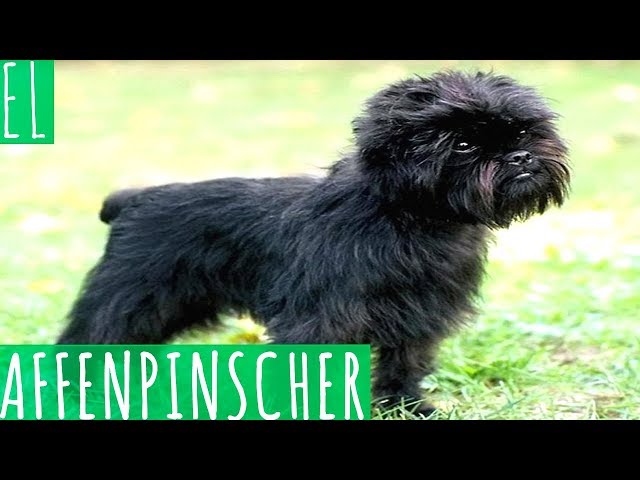 Cuáles son las características y cuidados del Affenpinscher