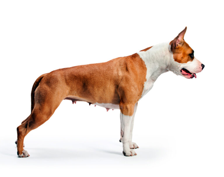 Cuáles son las características y cuidados del American Staffordshire Terrier