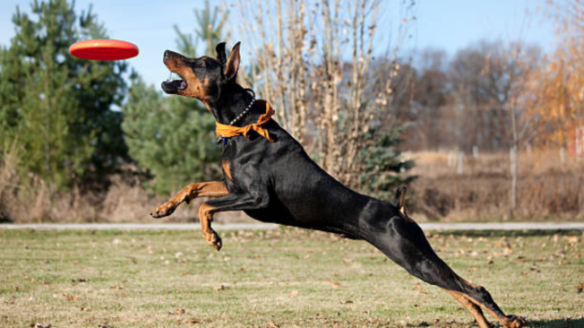 Cuáles son las características y cuidados del Doberman