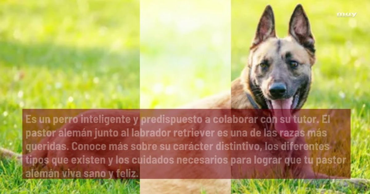 cuales son las caracteristicas y cuidados del pastor aleman