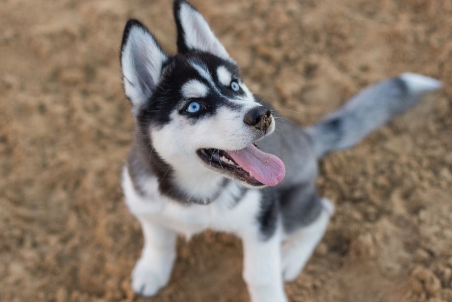 cuales son las caracteristicas y cuidados del shiba inu husky