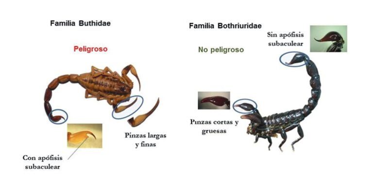 Cuáles son las características y curiosidades de los escorpiones