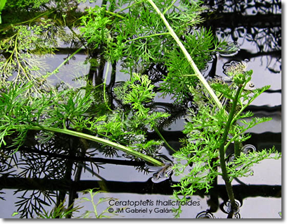 Cuáles son las características y ejemplos de plantas criptógamas