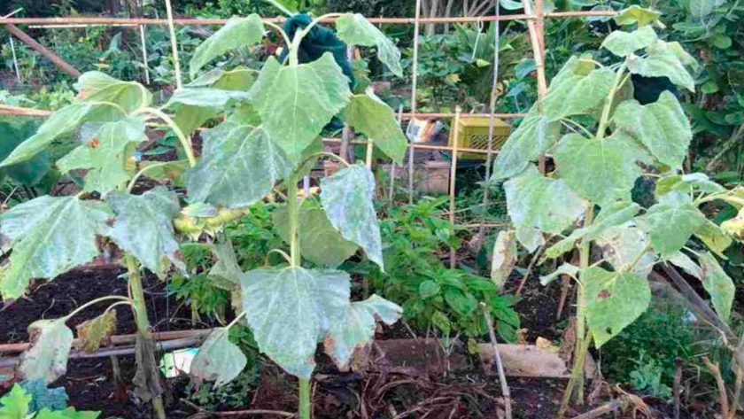 cuales son las caracteristicas y ejemplos de plantas herbaceas