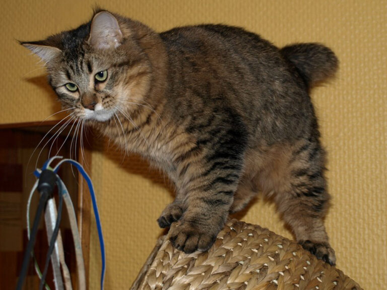 Cuáles son las características y el carácter del gato elfo