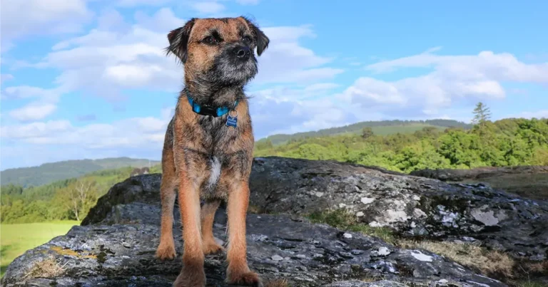 Cuáles son las características y fotos del Border Terrier