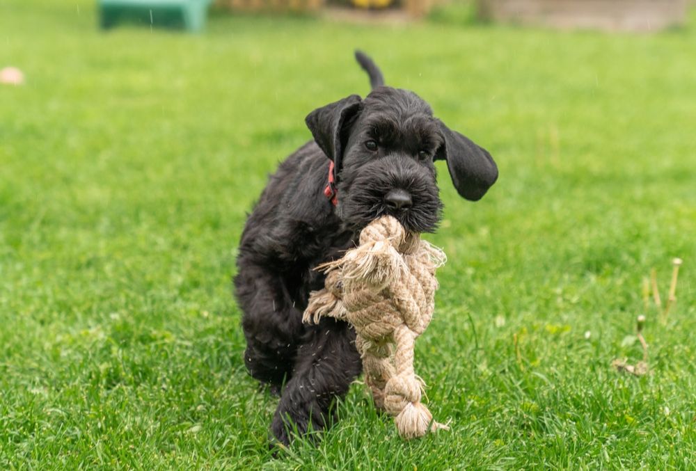 cuales son las caracteristicas y fotos del schnauzer gigante