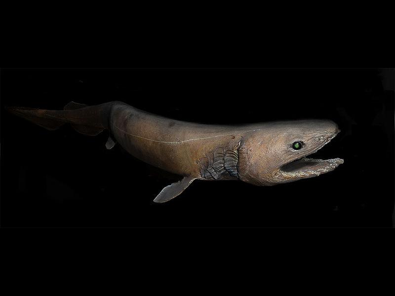 cuales son las caracteristicas y habitat del tiburon anguila