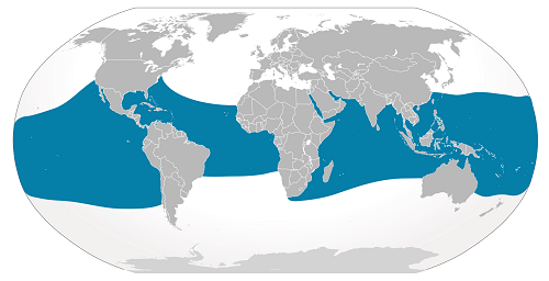 Cuáles son las características y hábitat del tiburón ballena