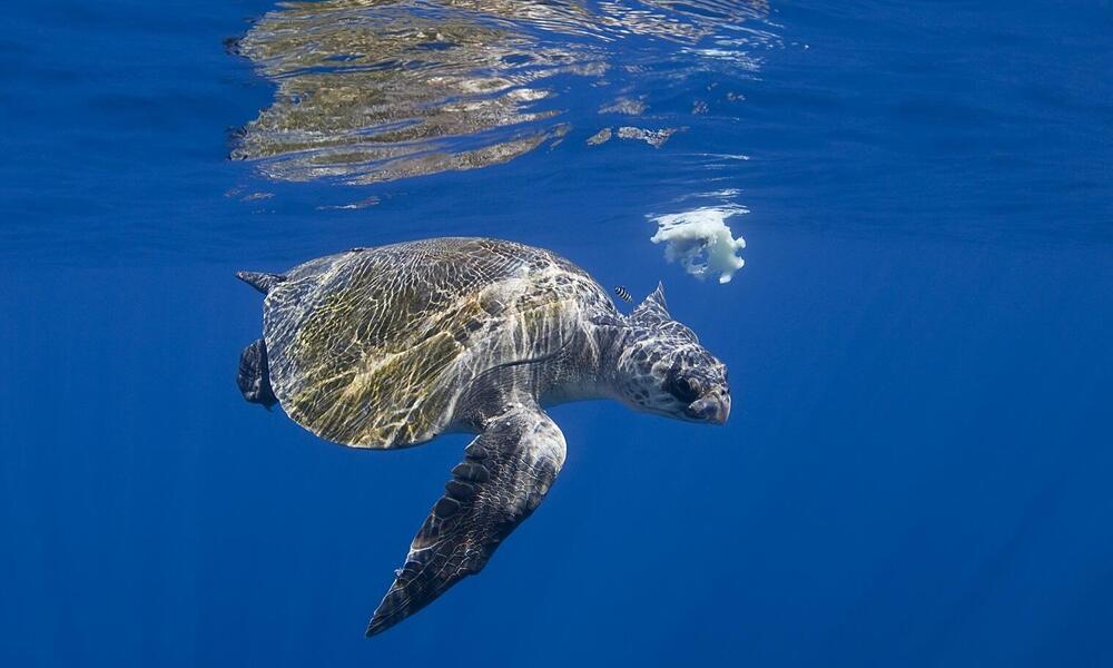 cuales son las caracteristicas y habitats de las tortugas marinas