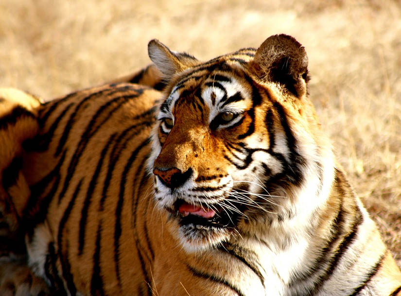 cuales son las caracteristicas y la supervivencia del tigre de bengala