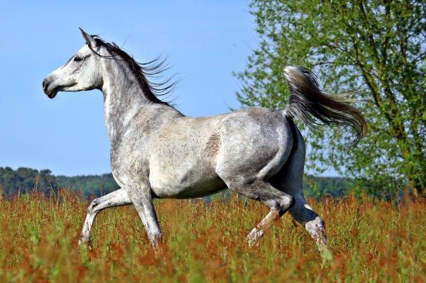 Cuáles son las características y salud del caballo árabe