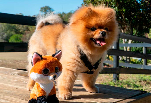 Cuáles son las características y salud del Pomerania Toy