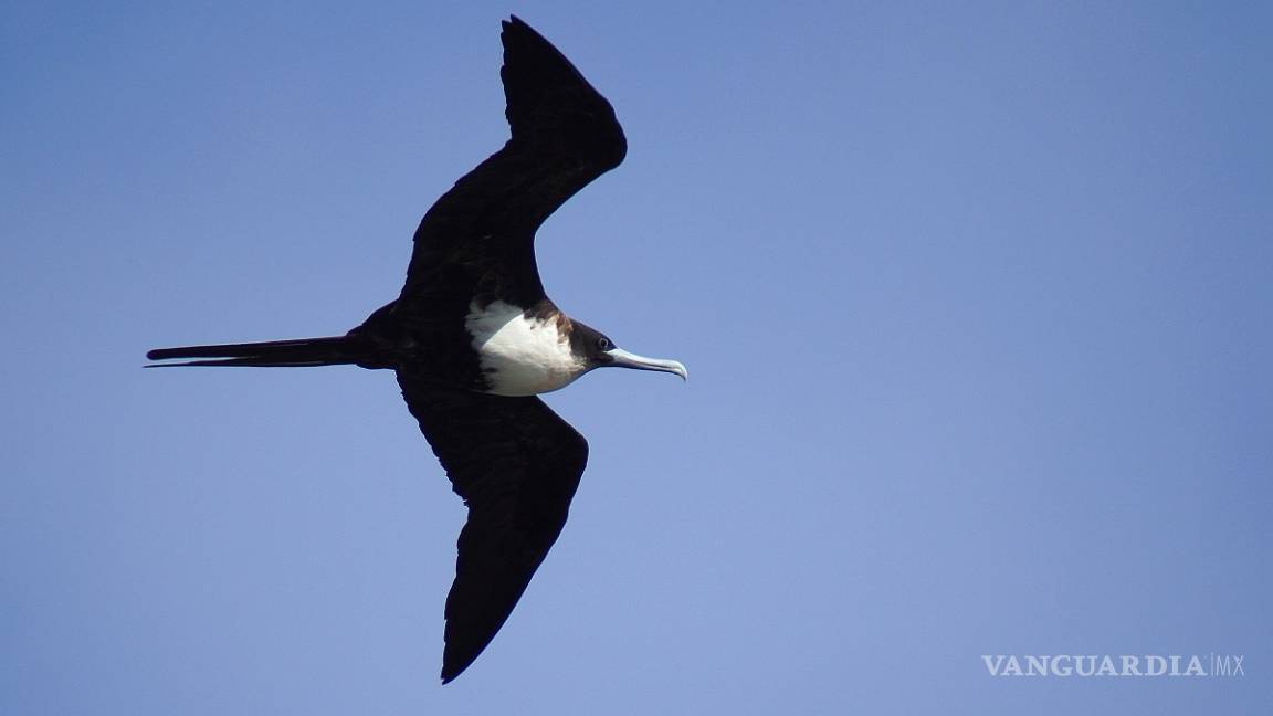 cuales son las caracteristicas y singularidades de las aves