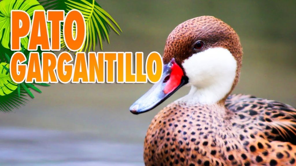 cuales son las caracteristicas y tipos del habito acuatico