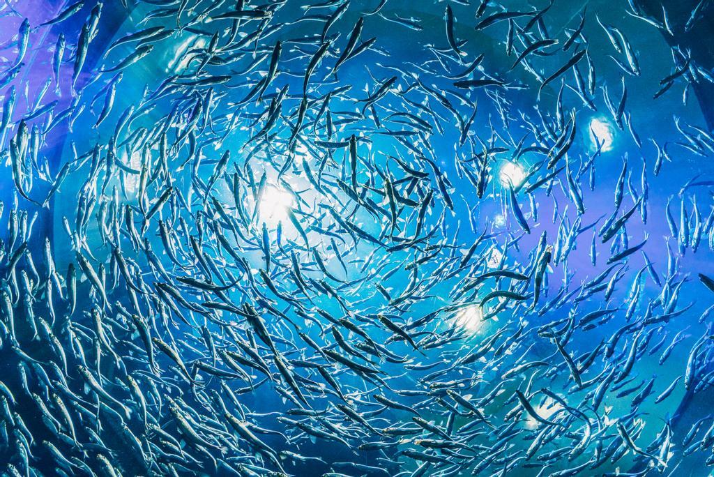 cuales son las causas y consecuencias de la acidificacion oceanica