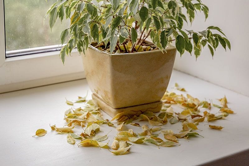 cuales son las causas y soluciones para hojas mustias en flor de pascua