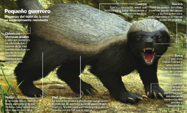 Cuáles son las curiosidades del interesante tejón de miel