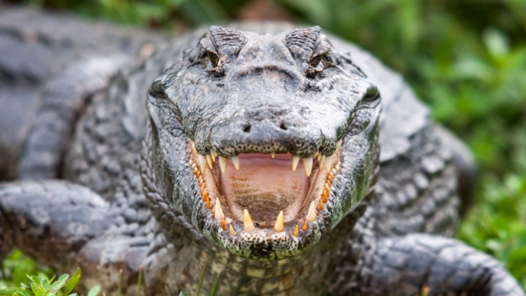 cuales son las diferencias clave entre cocodrilos y caimanes
