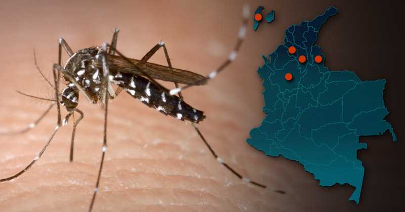 cuales son las diferencias clave entre dengue y chikungunya