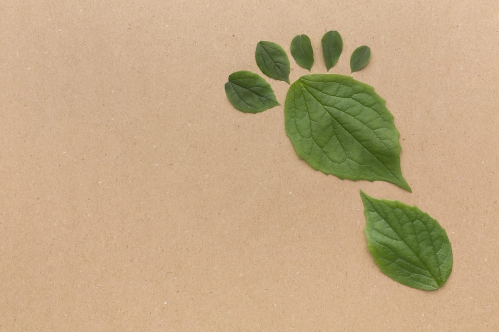 cuales son las diferencias clave entre ecologia y medio ambiente