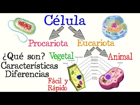 Cuáles son las diferencias clave entre procariotas y eucariotas