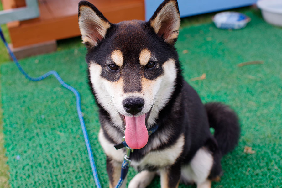 cuales son las diferencias clave entre shiba inu y akita inu
