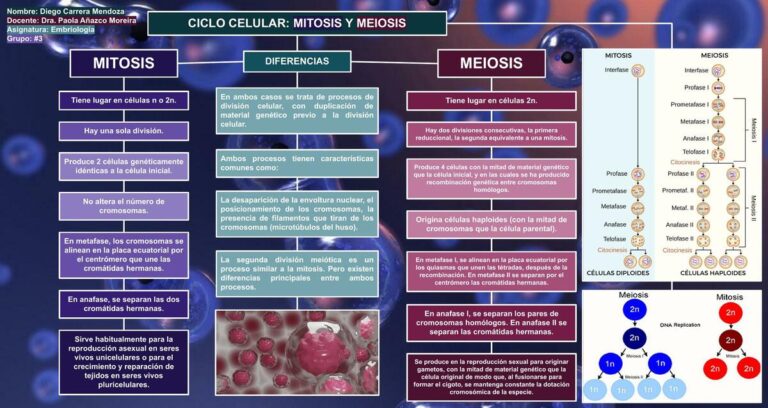 Cuáles son las diferencias entre mitosis y meiosis