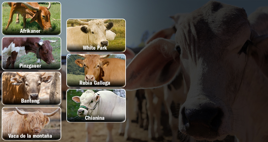 cuales son las diferencias y curiosidades entre bufalos y bisontes