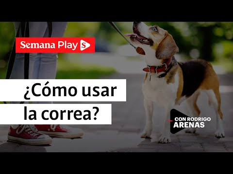 Cuáles son las dosis, usos y beneficios del carbon activado en perros
