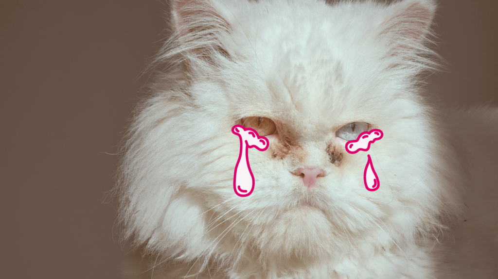 cuales son las enfermedades comunes en gatos persas y sus cuidados