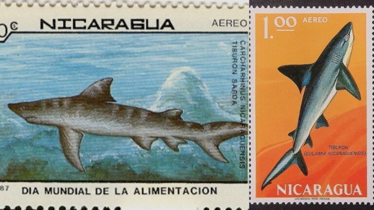 Cuáles son las especies de tiburones en México y sus características