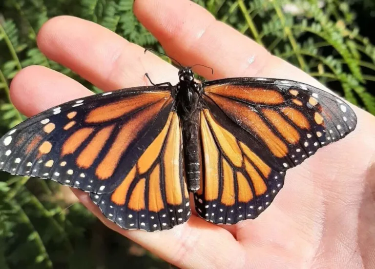 Cuáles son las etapas y curiosidades del ciclo de vida de la mariposa