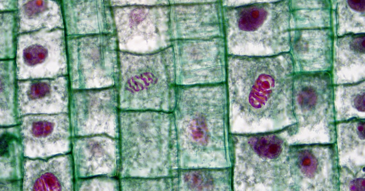 cuales son las fases del ciclo celular y etapas de la mitosis