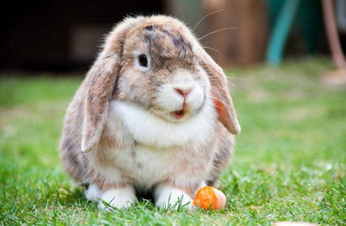 Cuáles son las frutas y verduras recomendadas para conejos