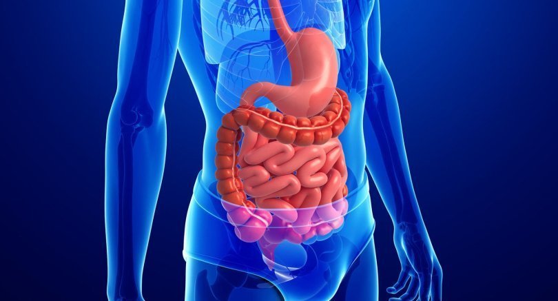 cuales son las funciones clave del sistema digestivo y su salud