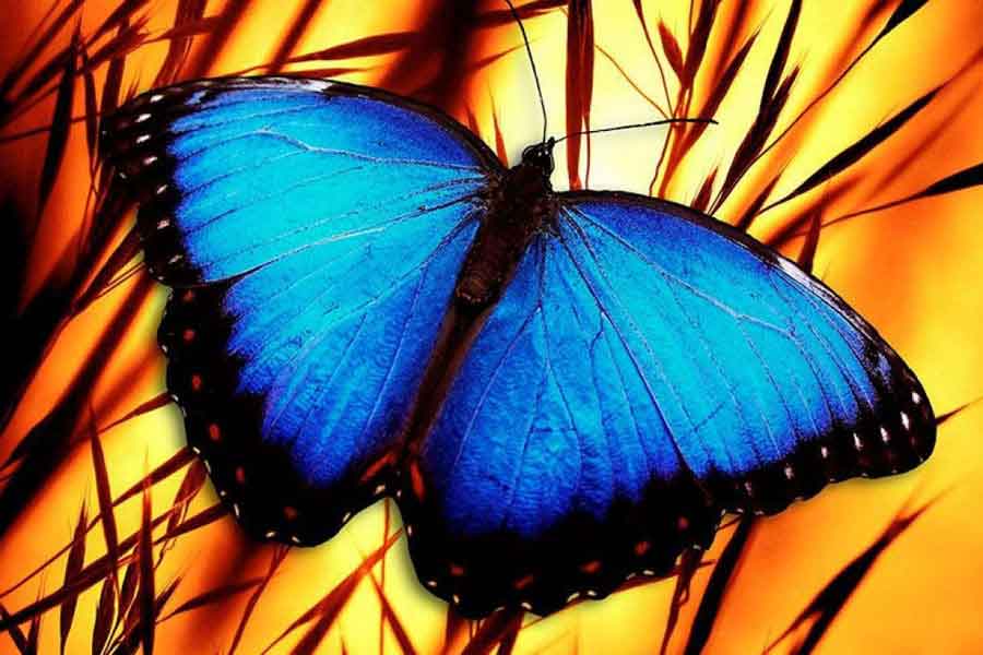 cuales son las funciones vitales de los animales en el ecosistema