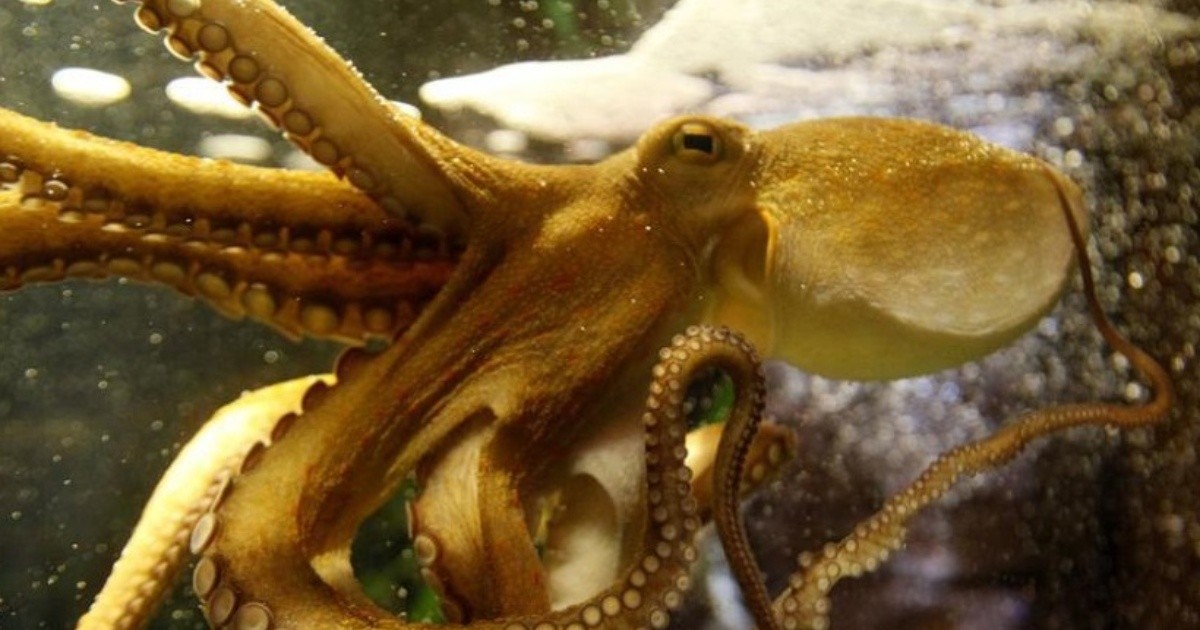 cuales son las increibles habilidades de camuflaje del pulpo