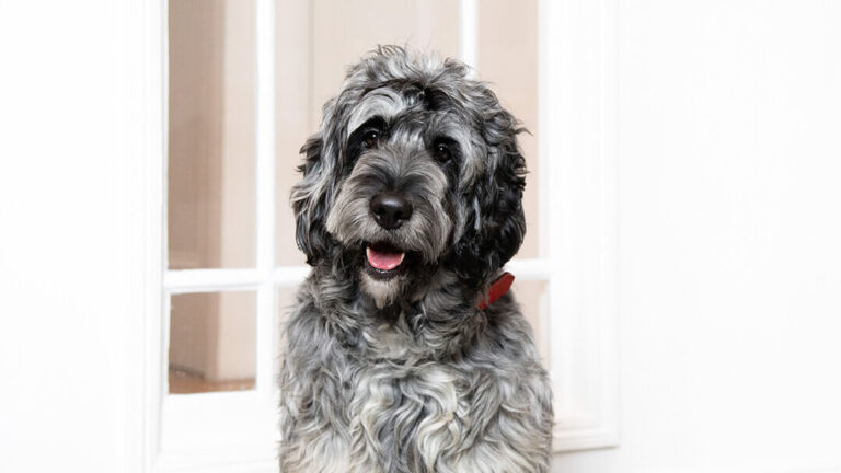 Cuáles son las mejores razas de perros color gris