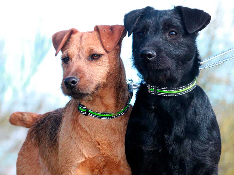 cuales son las mejores razas de perros de caza y sus rasgos