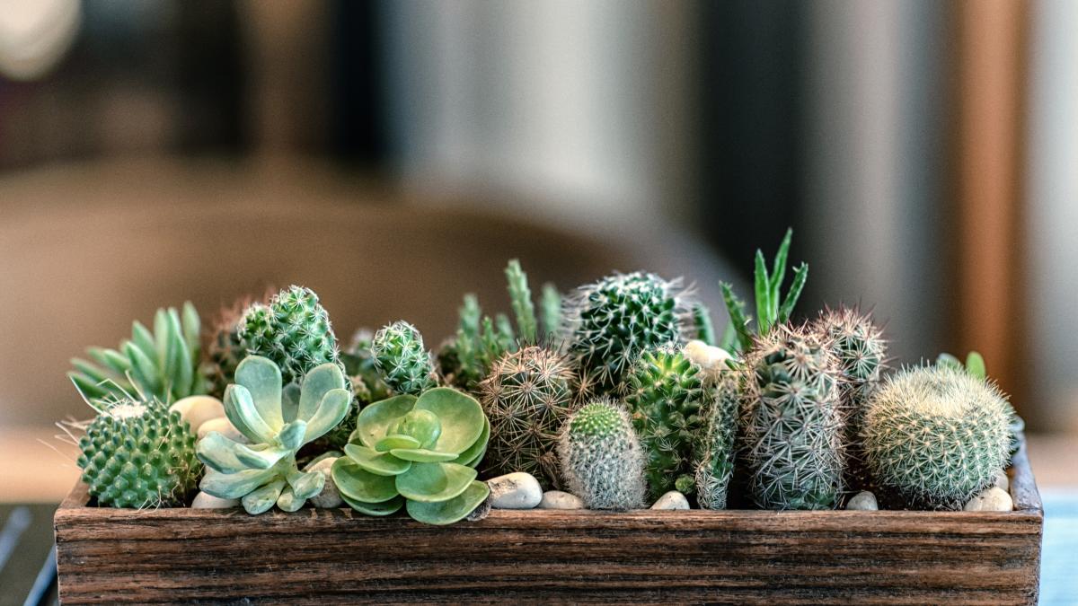 Cuáles son las mejores suculentas para cultivar en interiores