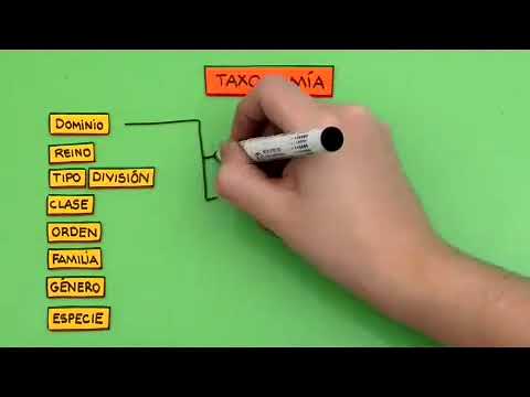 cuales son las partes y dibujos fascinantes de las tortugas