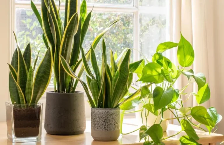 Cuáles son las plantas de interior más duraderas y resistentes