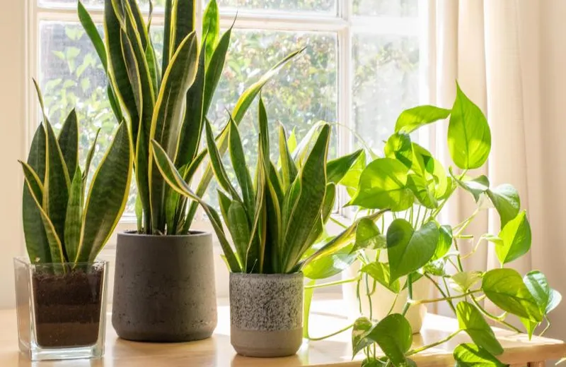 cuales son las plantas de interior mas duraderas y resistentes