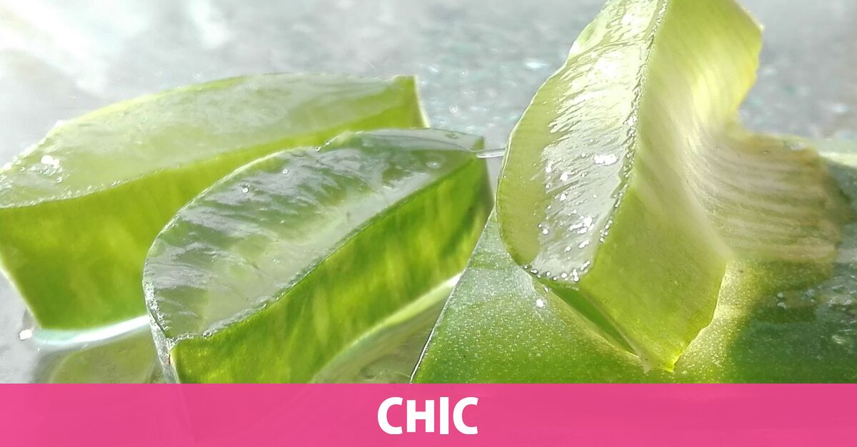 cuales son las propiedades beneficios y contraindicaciones del aloe vera