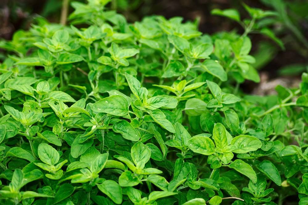 cuales son las propiedades beneficios y riesgos del oregano