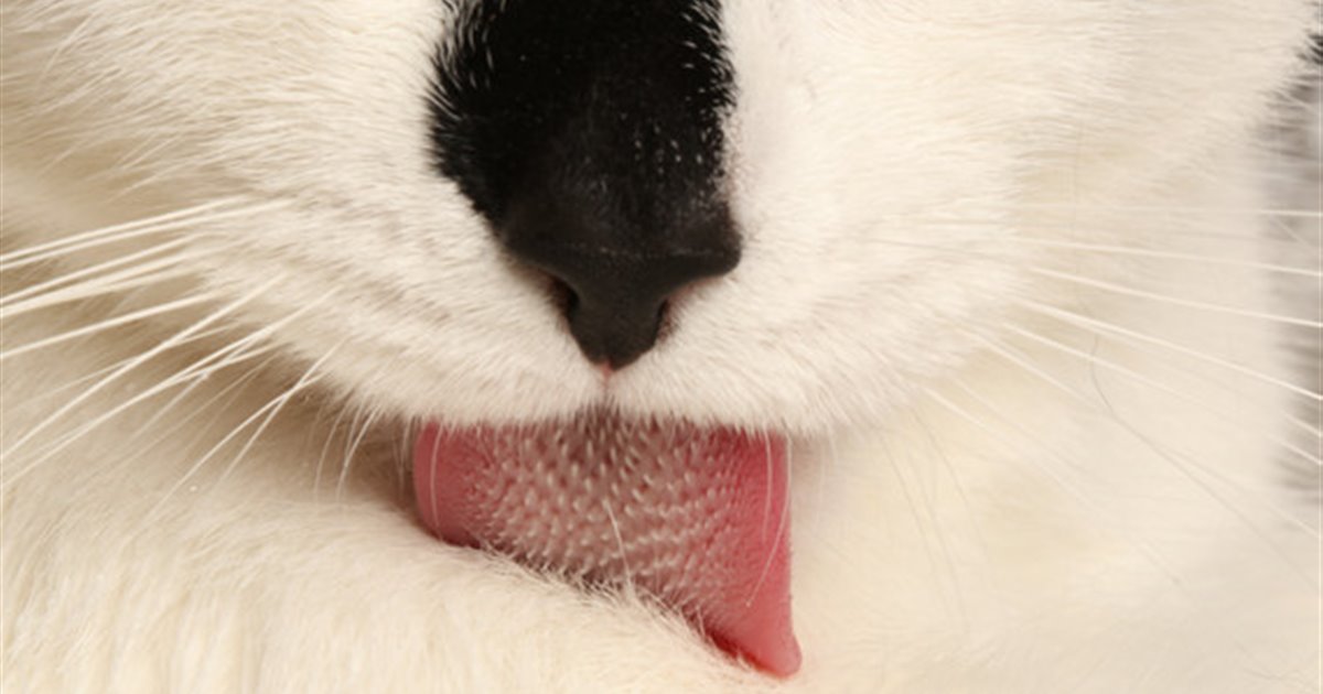 cuales son las razas de gatos egipcios y sus secretos