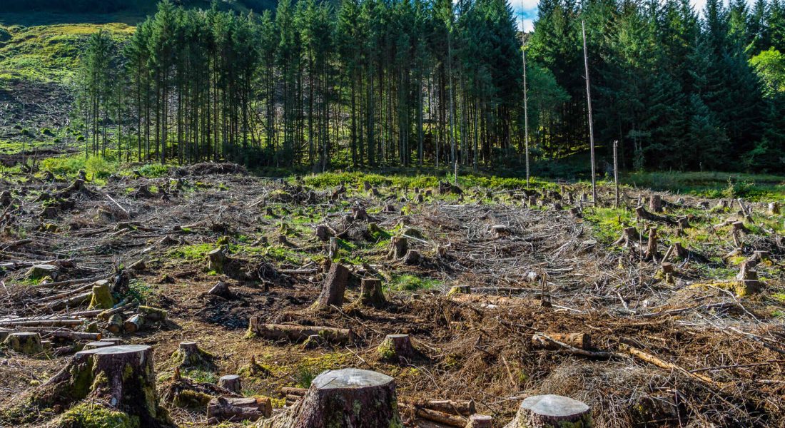 cuales son las soluciones efectivas para evitar la deforestacion