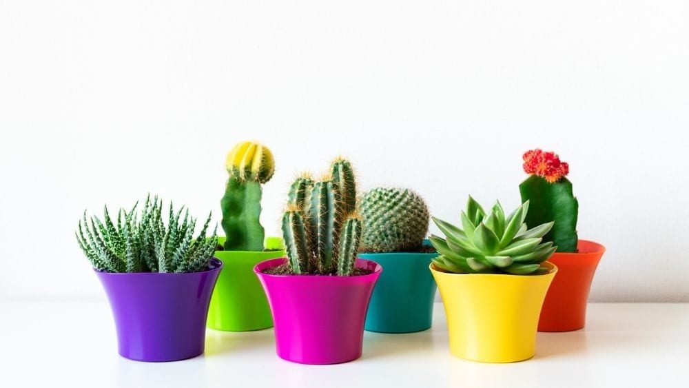 Cuáles son las suculentas ideales para espacios con poca luz