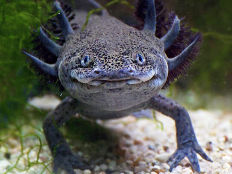 cuales son los 10 animales en peligro de extincion en yucatan